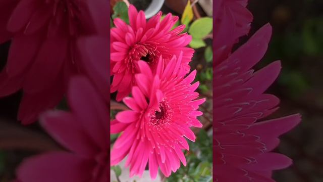 Pink Gerbera|| Babe|| Bellisimo Blooms смотреть онлайн
