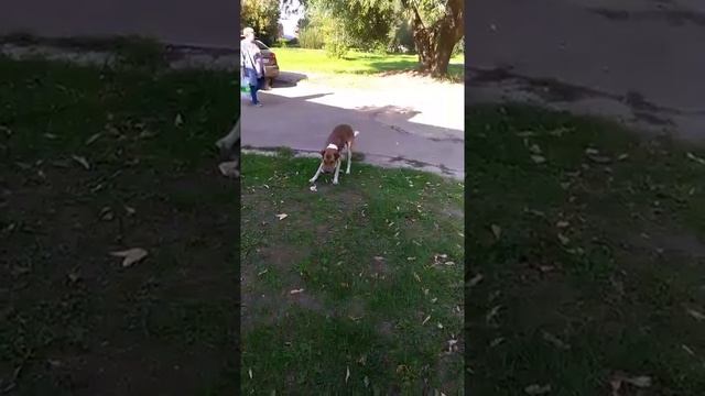 Ричи метис шарпея ищет дом! смотреть онлайн