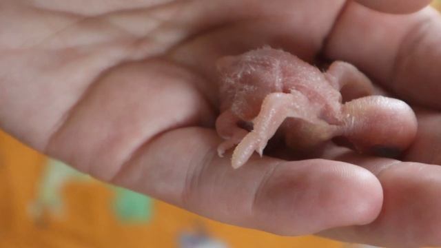 Птенцы волнистых попугаев. Кольцевание 1 и 2 птенца 1кладка март2022г..Как окольцевать птенца? смотреть онлайн