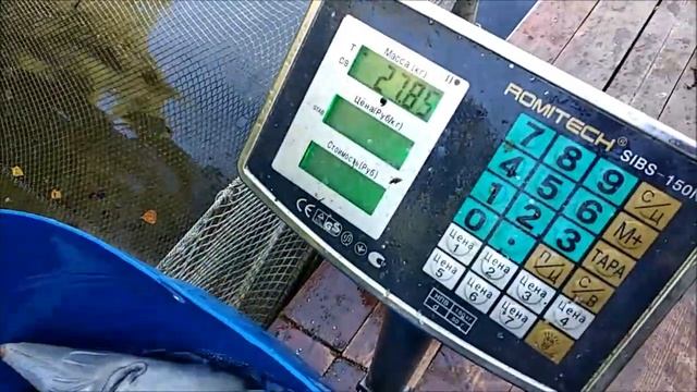 Запуск 200кг осетра в Нижний пруд. Навеска до 8кг. смотреть онлайн