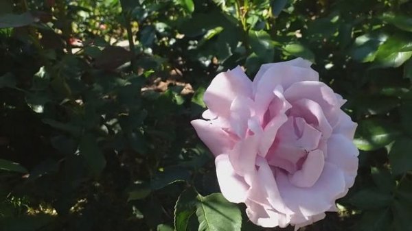 Блю Парфюм (Blue Parfum) - чудная роза Тантау...