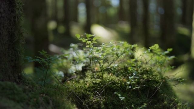 Слушай и засыпай смотреть онлайн