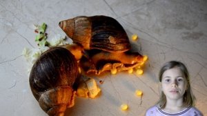 ТОП 10 фактов про гигантских  африканских улиток Ахатина.