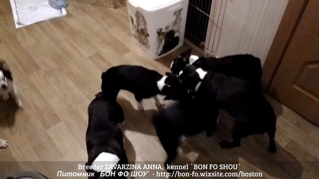 Бостон  терьер. Колечко, колечко, кольцо )))