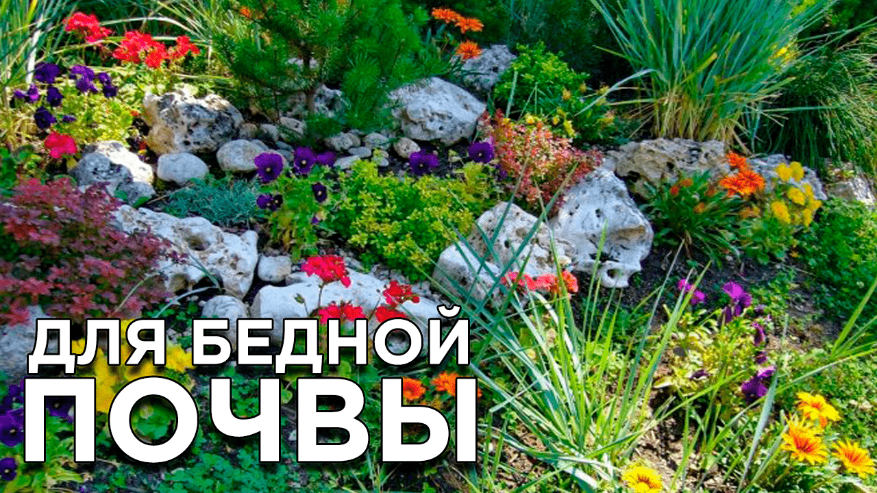 Красивые и неприхотливые растения для бедной почвы