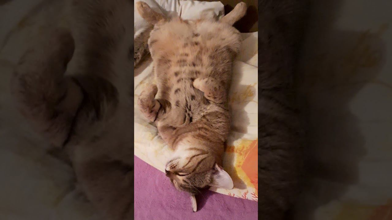 он похож на кота.... смотреть онлайн