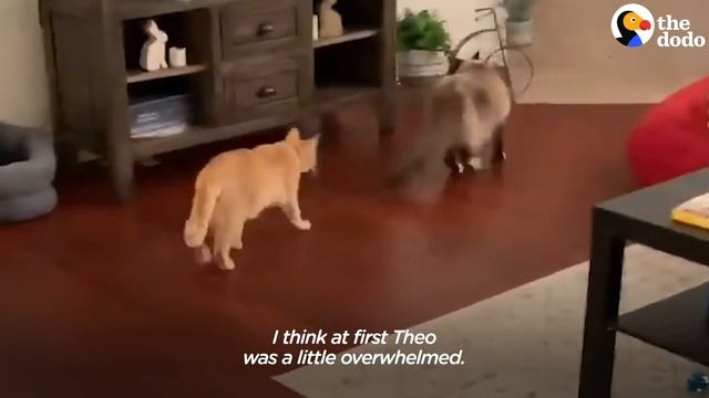 These Cat Neighbors Fall In Love Through Their Windows | The Dodo Cat Crazy смотреть онлайн