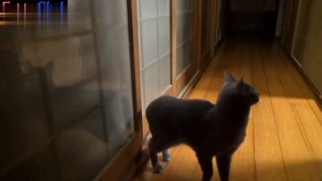 кот прикольно стучит в дверь смотреть онлайн