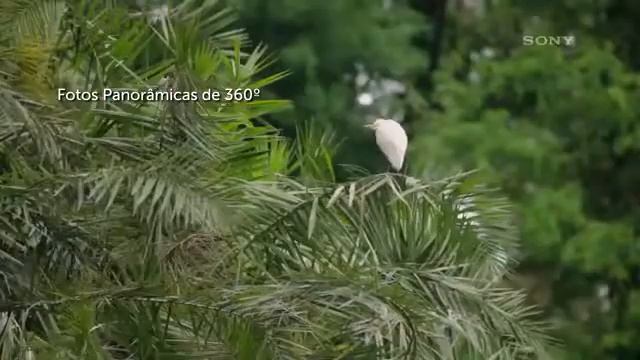 Câmera Digital Sony DSC-HX300 смотреть онлайн