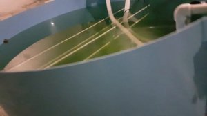 взвешиваем осетра в узв через 9 месяцев