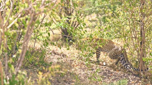 Faulu leopard is hungry looking for something to eat and decides to peek into the pig's nest cave. смотреть онлайн