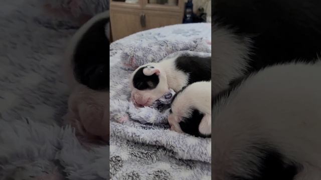 Щенкам французского бульдога 14 дней...