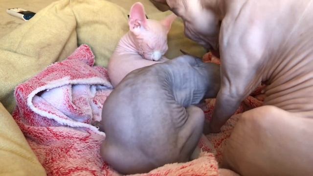 Гигиена для котёнка от тёти-кошки #сфинксы #котики смотреть онлайн