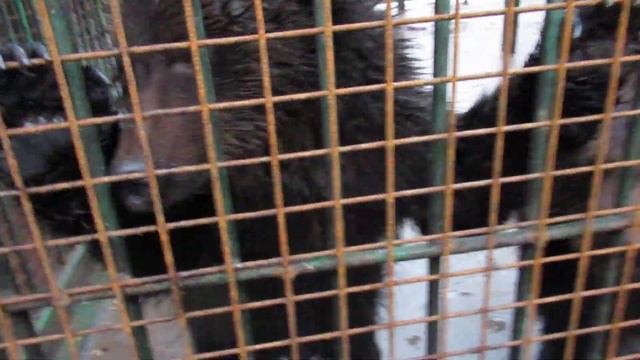 Наши самые маленькие переехали в большой вольер и в свою берлогу смотреть онлайн