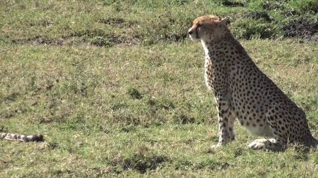 Lion and Hyenas kill in Ndutu Conservation area in Serengeti - Tanzania смотреть онлайн