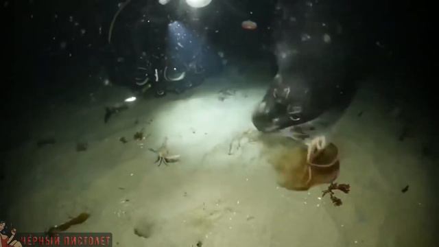 Дельфин |Подборка приколов №31| Октябрь 2017 смотреть онлайн