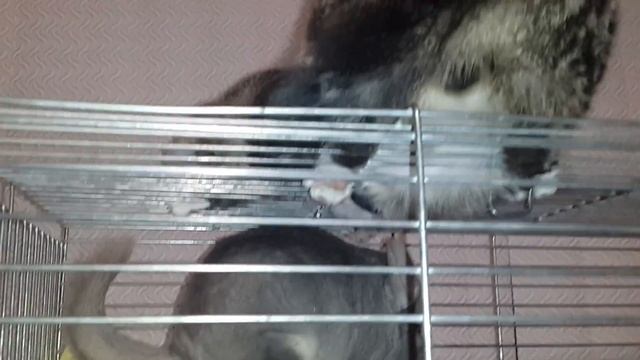 Кошки и шиншиллы смотреть онлайн