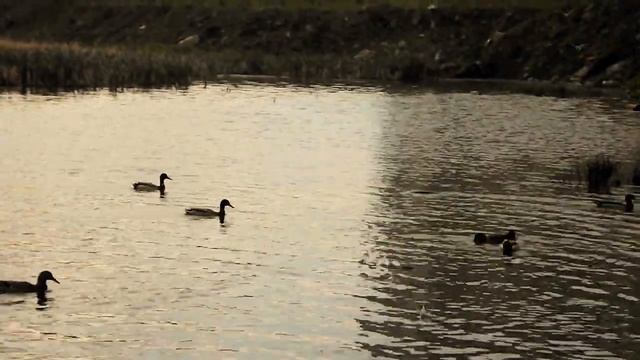 ОЗЁРНЫЕ ЧАЙКИ! смотреть онлайн