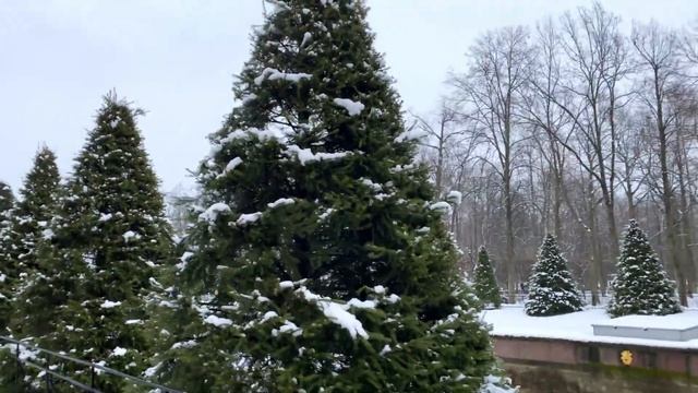 Формировка Лип. Лайфхаки для Вашего участка смотреть онлайн