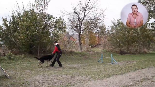 Тренинг Немецкой Овчарки. От щенка до взрослой собаки. смотреть онлайн