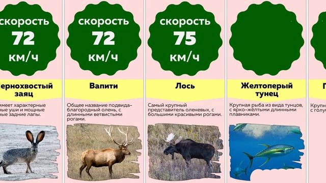 Сравнение: САМЫЕ БЫСТРЫЕ ЖИВОТНЫЕ в мире смотреть онлайн