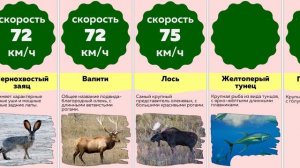 Сравнение: САМЫЕ БЫСТРЫЕ ЖИВОТНЫЕ в мире