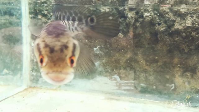 TREATMENT CHANNA MARU PAKAI DAUN INI, DORSAL JADI BATIK ⁉️ UPDATE PROGRES MARU ❗ смотреть онлайн