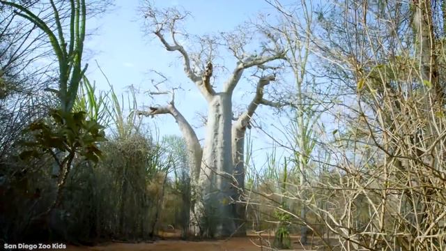15 MOST Stunning and Beautiful Trees смотреть онлайн