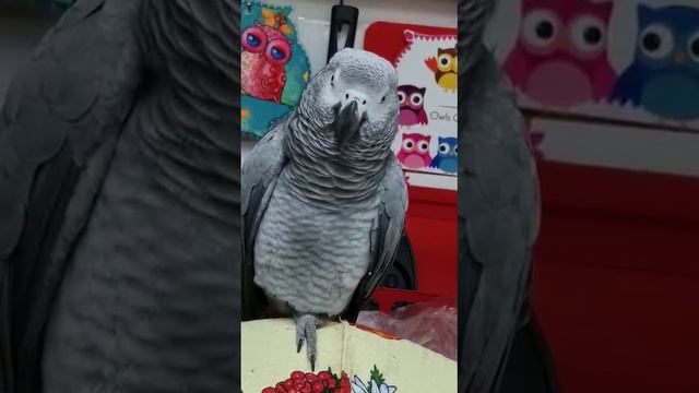 - ты проснулась? - пойдем умываться. - ты хорошая птица? - поцеловачка! смотреть онлайн