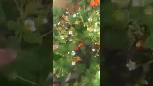 Strawberry  Crapo 10... клубника Крапо 10...видео от Романа