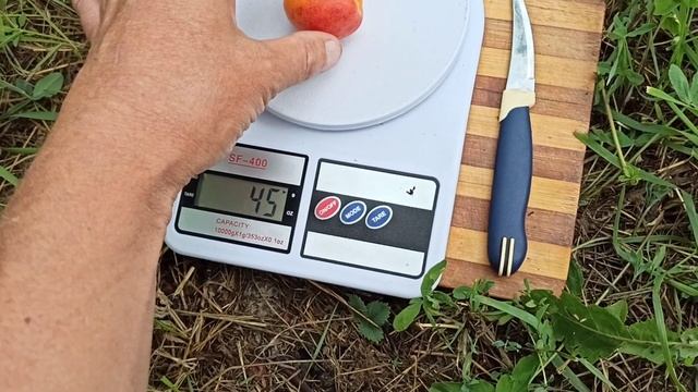 02.07.2021г. Сорт абрикоса Банзай (BANZAI).