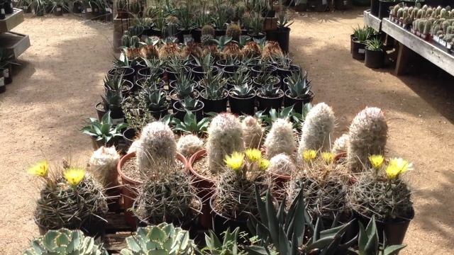 The Great Outdoors - Agave and Cacti Selection смотреть онлайн