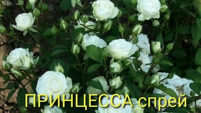 Питомник " Розы вдохновения "Заказ на весну 2021г. смотреть онлайн