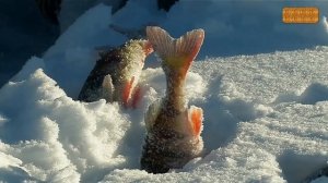 Зимняя рыбалка в Карелии.