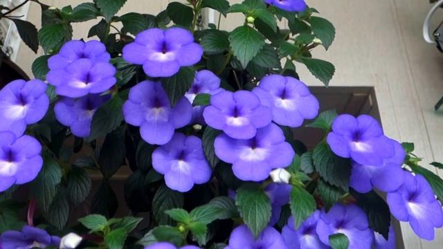 Ахименес Ami Van Houtte смотреть онлайн