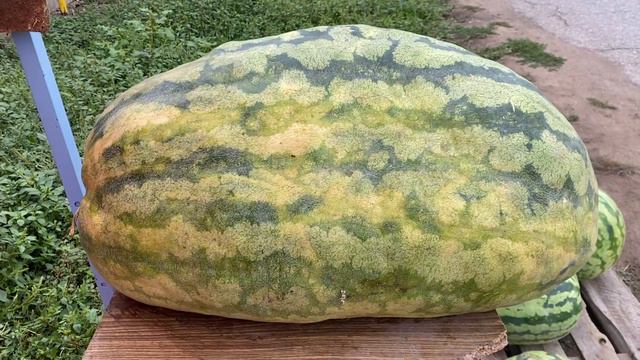 Продаём арбузы смотреть онлайн