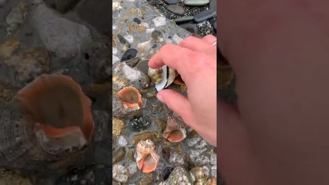Морские ракушки, спинер - улов в Сочи. Зимний пляж «Белые ночи» на Чёрном море #всочиумаши смотреть онлайн