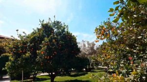 Barut Hemera 5* Side обзор отеля Барут Хемера Сиде всё включено Турция Анталия отзыв об отеле