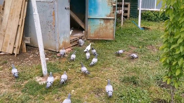Уборка в голубятне и дешёвая дезинфекция/Pigeon cleaning and cheap disinfection смотреть онлайн