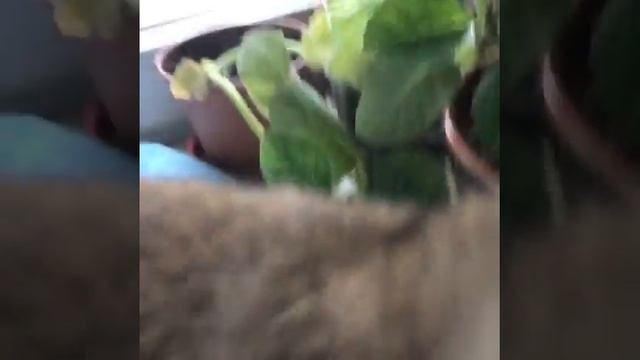Котёнок породы Бурмилла смотреть онлайн
