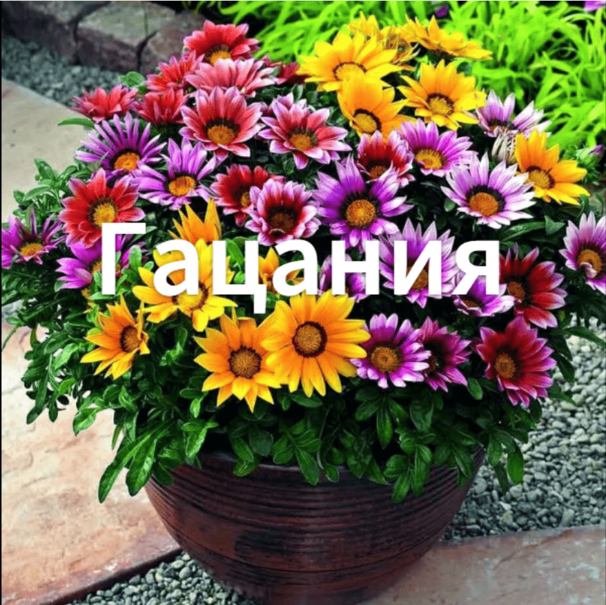 Высаживаем гацанию в открытый грунт. Как сажать гацанию. Сажаем рассаду гацании в открытый грунт. смотреть онлайн