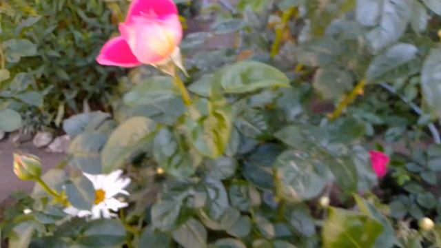 Розы: Блаш, Биг Перпл, Фальстаф и другие растения в середине июня 2023 года смотреть онлайн