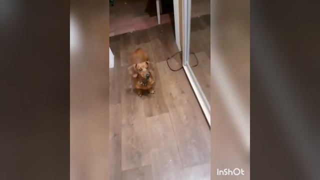 Моя такса Нора смотреть онлайн