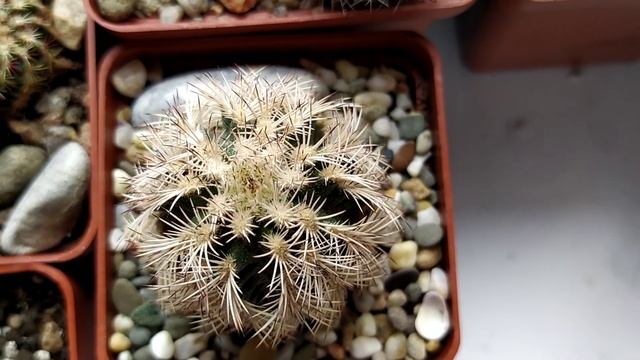 Коллекция кактусов,цветение маммиллярий,появление новых бутонов. Обзор от 29 марта... смотреть онлайн