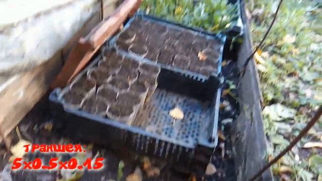 Как еще можно посадить тюльпаны и гиацинты на выгонку? Я сажаю так уже давно смотреть онлайн