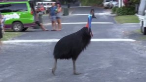 Казуар - интересные факты о самой опасной птице на Земле