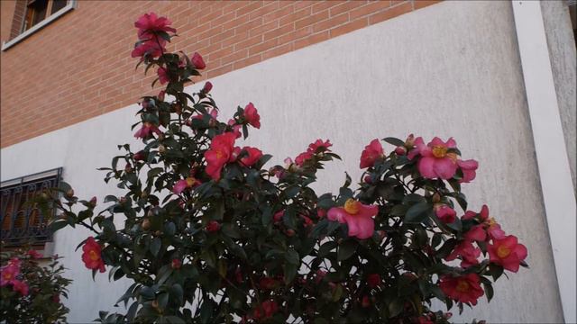 fiori in dicembre + Il sogno di Lucia, Ilario Schanzer. смотреть онлайн