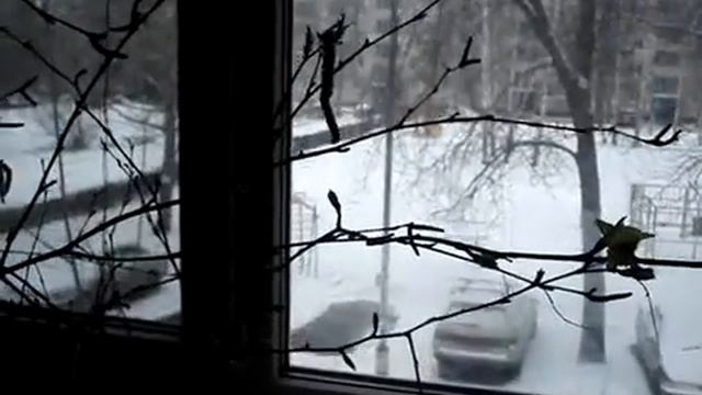 палочники свежий лист зимой смотреть онлайн