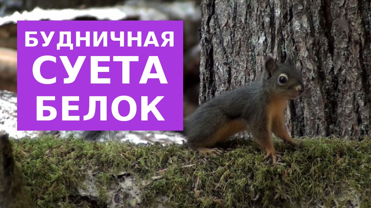 Эффектные, милые и энергичные белки смотреть онлайн
