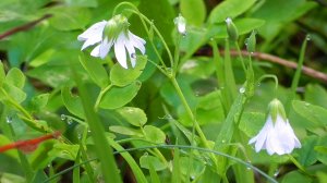 Первые дни лета: березовая роща. Звуки живой природы.